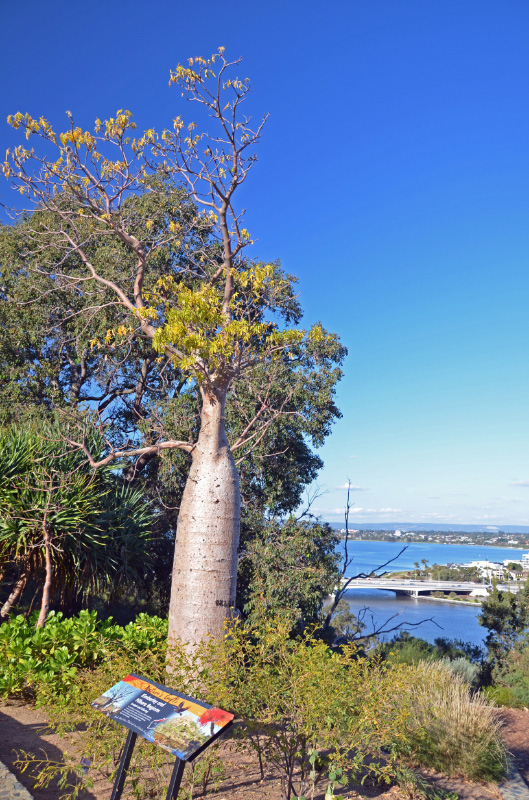 Kings Park 7
