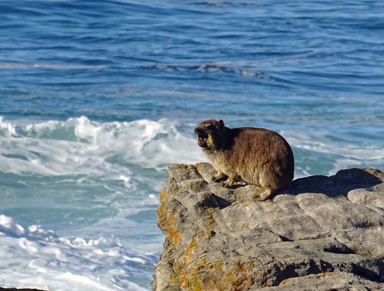 Rock Hyrax 1