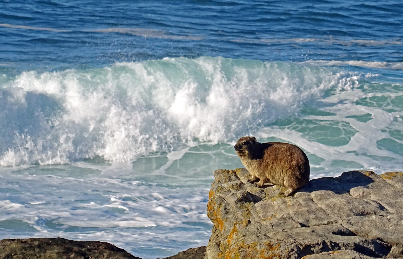 Rock Hyrax 2