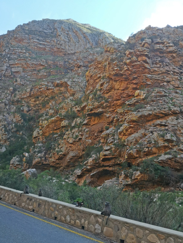 Baboons