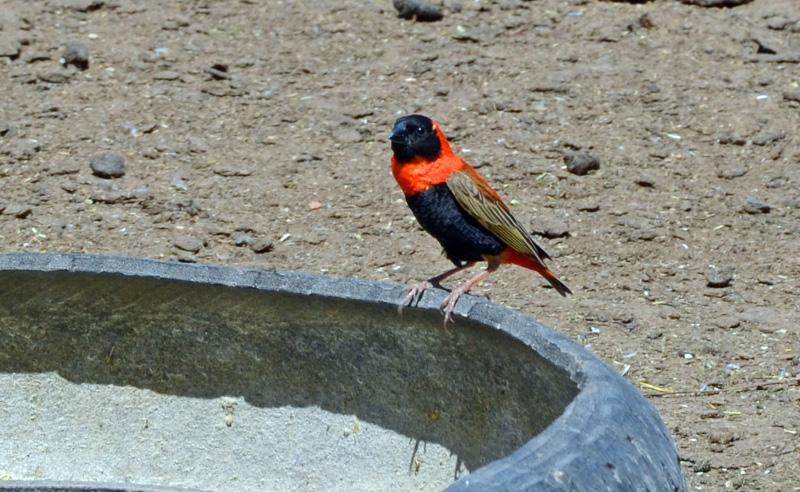 Bird