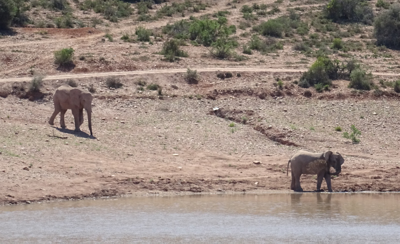 Elephant 1