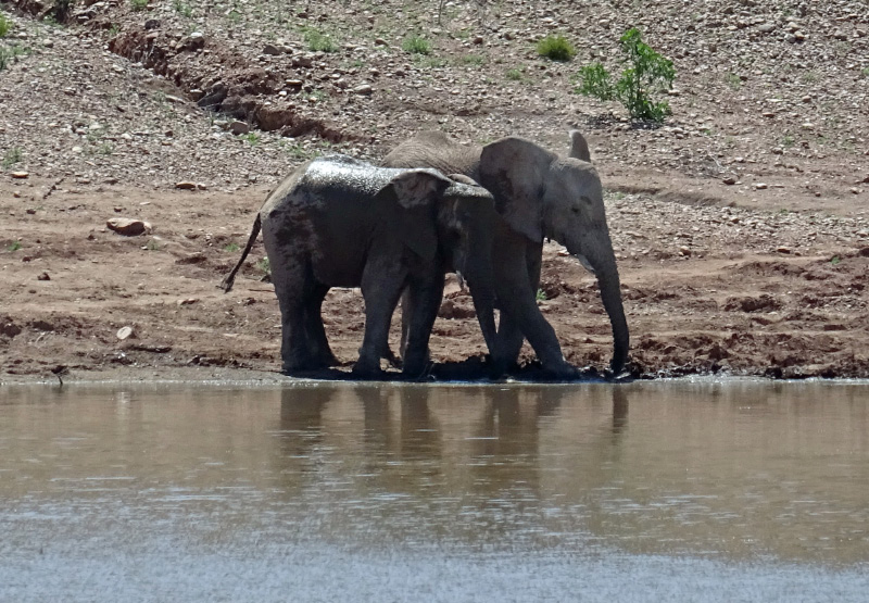 Elephant 2
