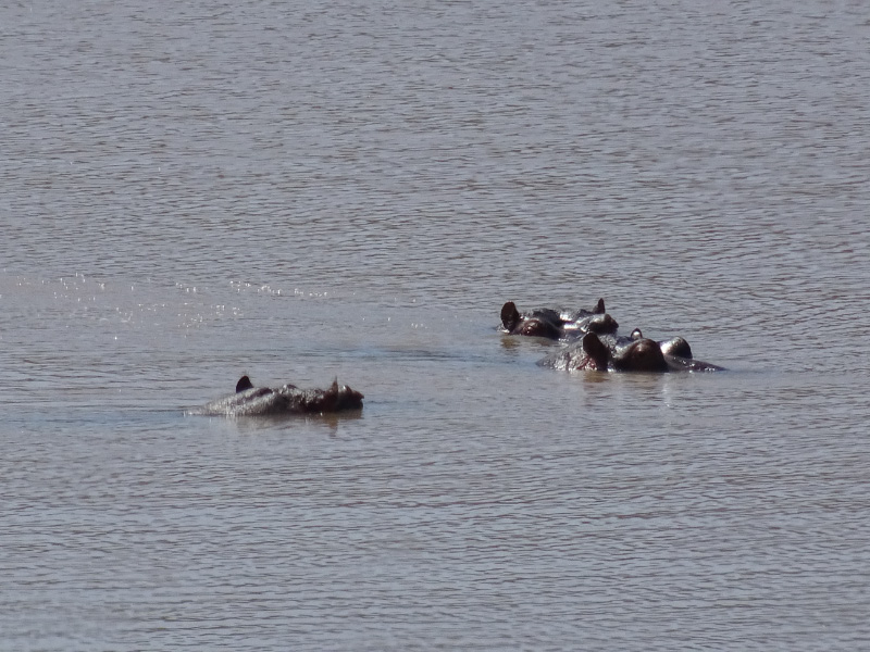 Hippos
