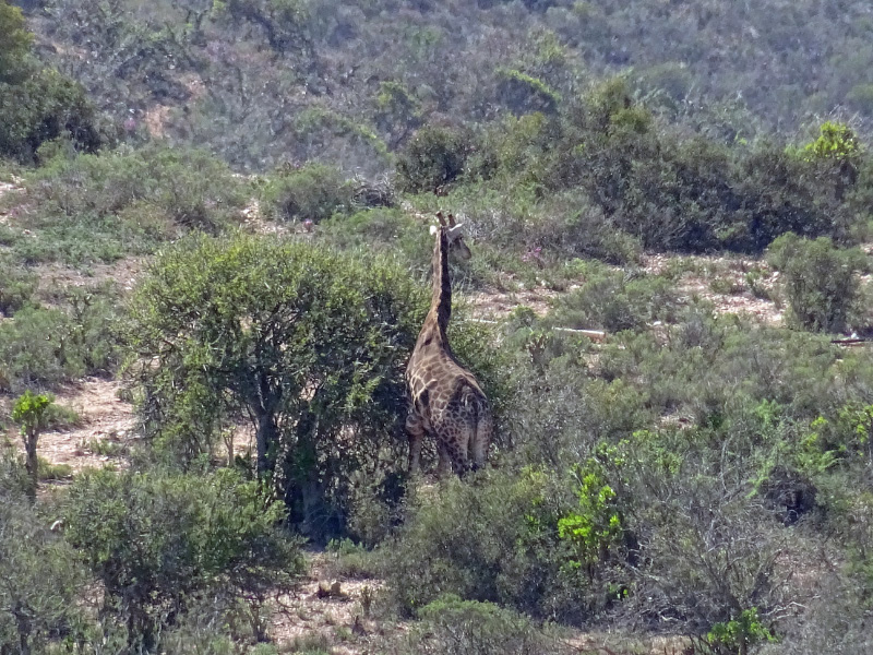 Giraffe