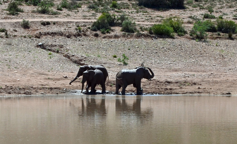 Elephant 4