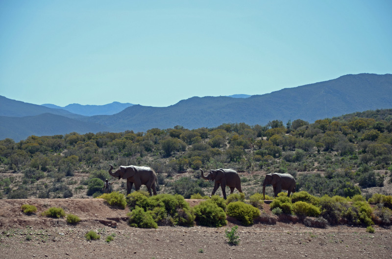 Elephant 5