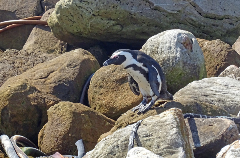 Penguin 1