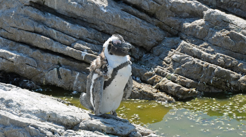 Penguin 2