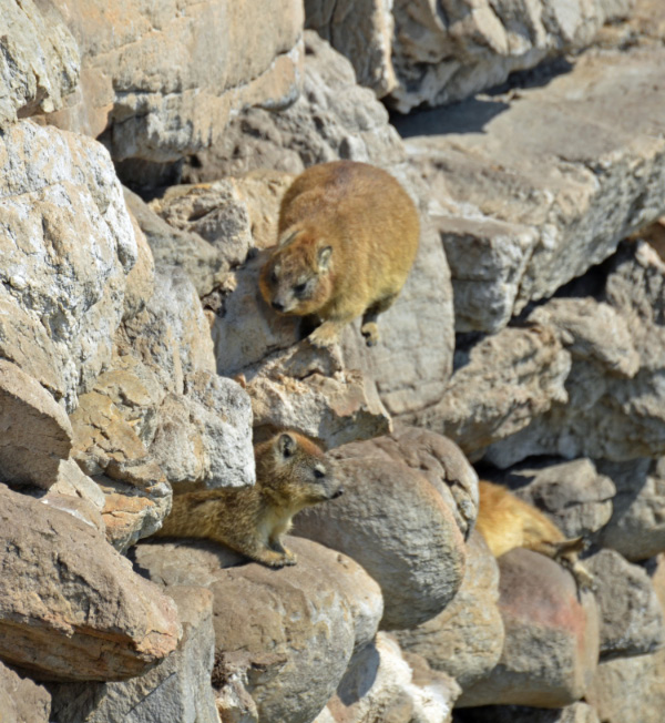 Hyrax