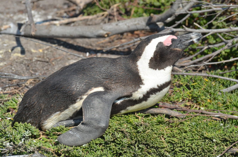 Penguin 3