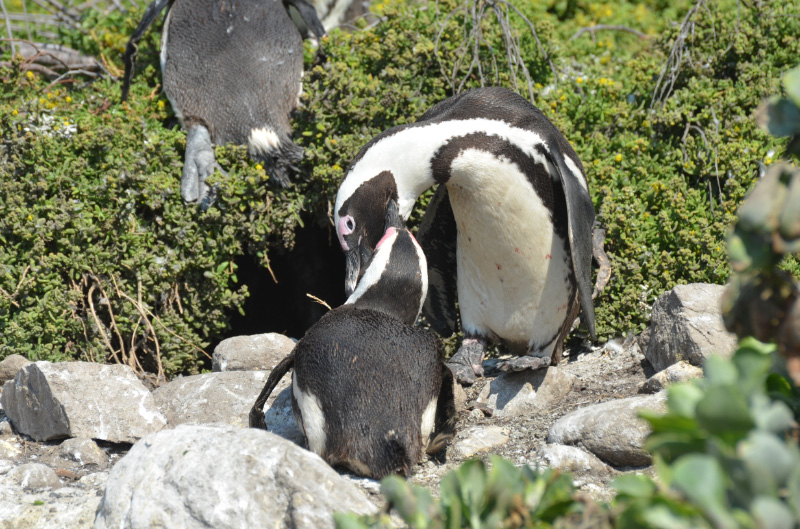 Penguin 4