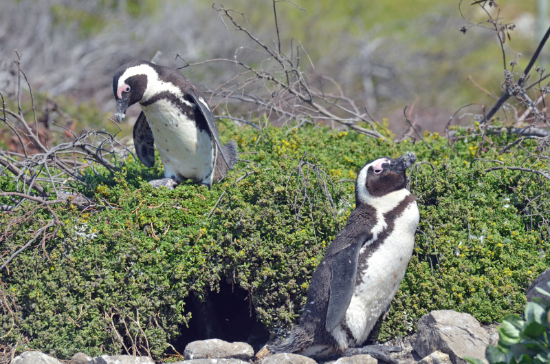 Penguin 5