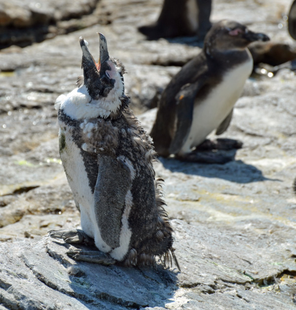Penguin 6