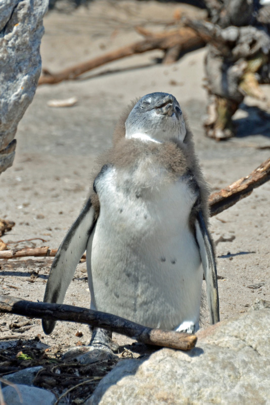 Penguin 7