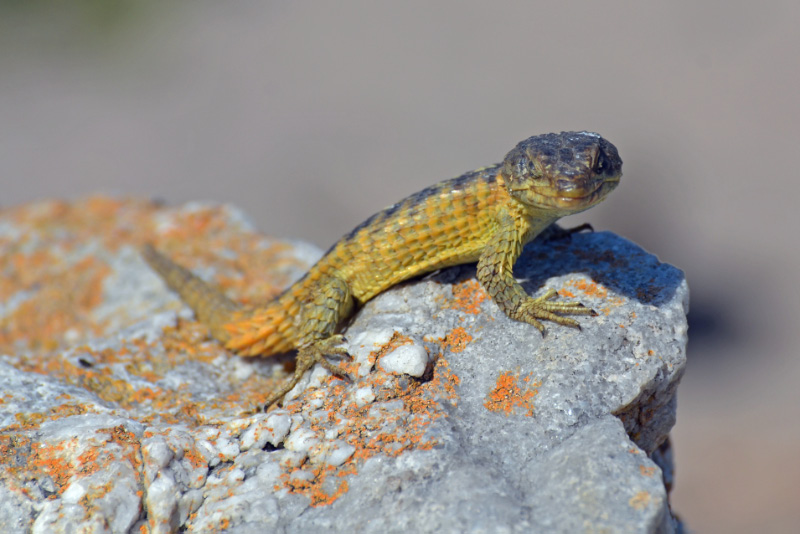 Lizard 1