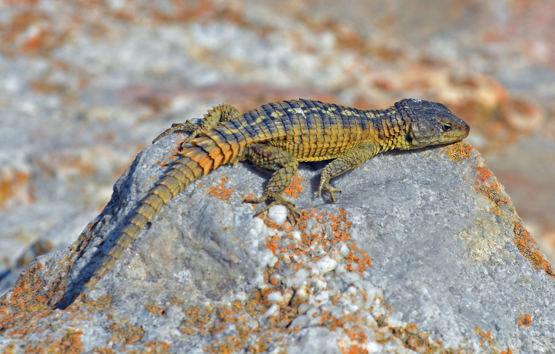 Lizard 2