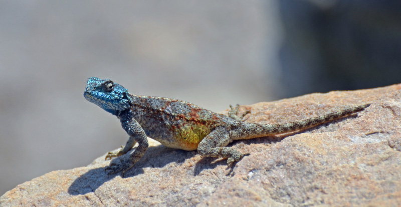 Lizard 3