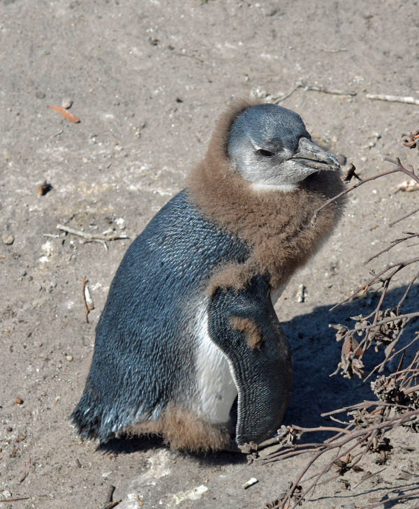 Penguin 9