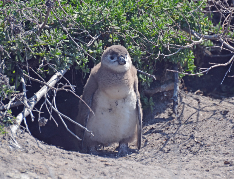 Penguin 10
