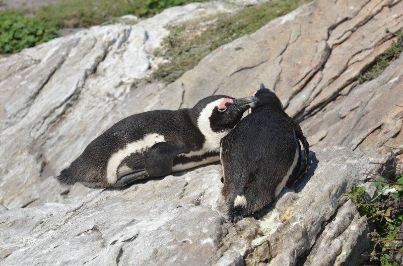 Penguin 11