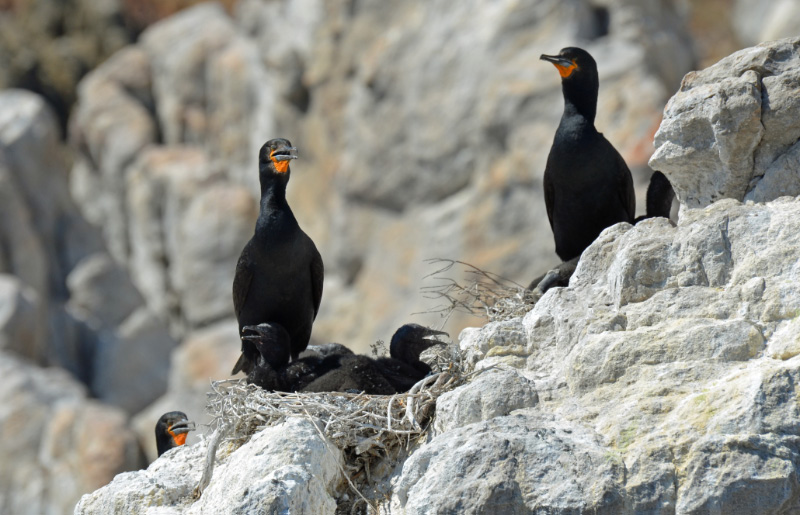 Cormorants