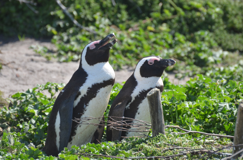 Penguin 12