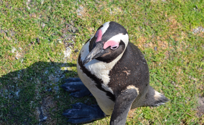Penguin 13