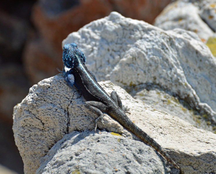 Lizard 4