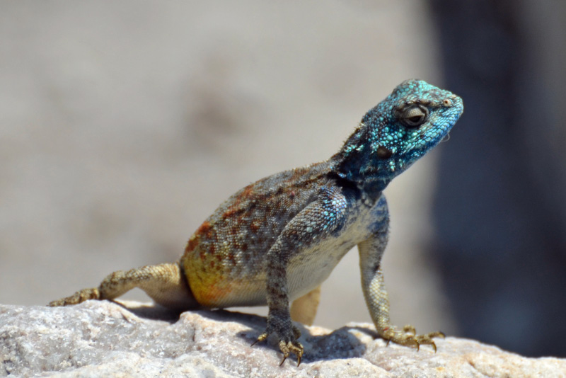 Lizard 5