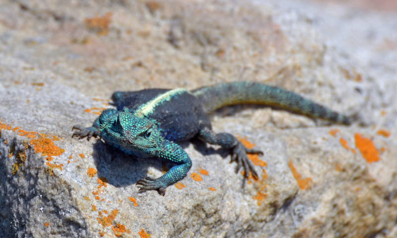 Lizard 6