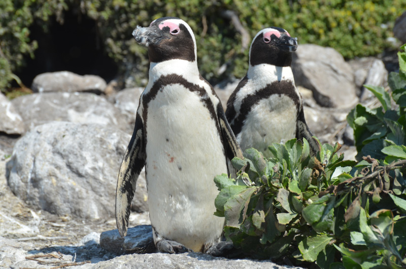 Penguin 14