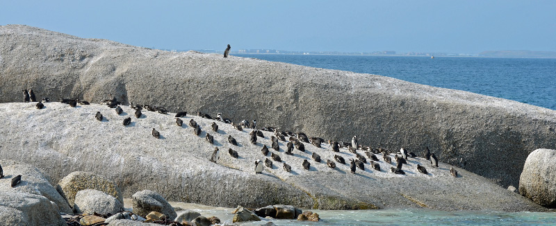 Boulders Bay 7