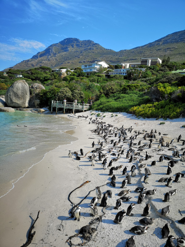 Boulders Bay 1