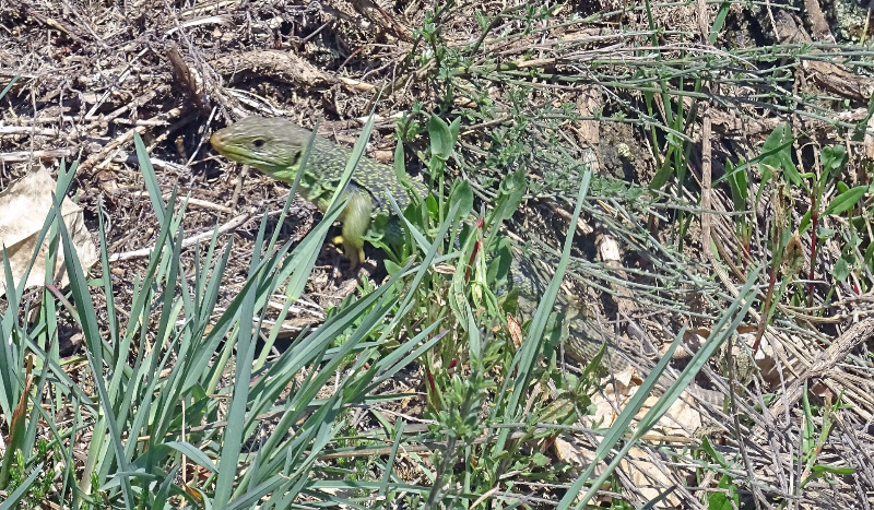 Lizard
