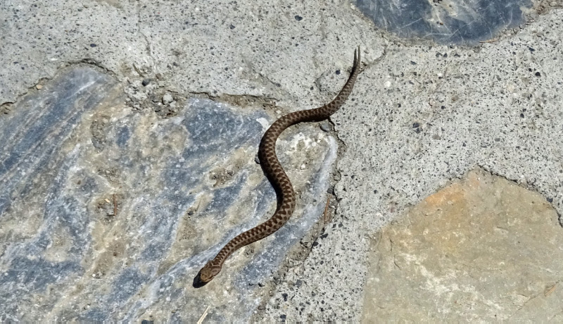 Adder
