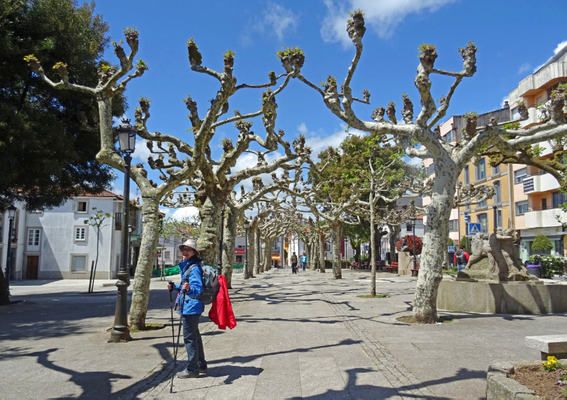 Plane trees 1