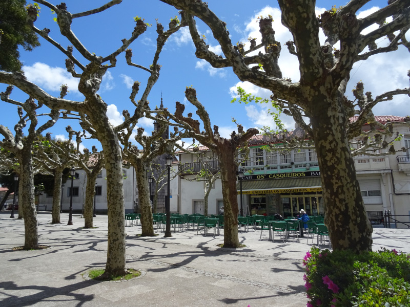 Plane trees 2