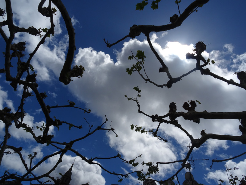 Plane trees 3
