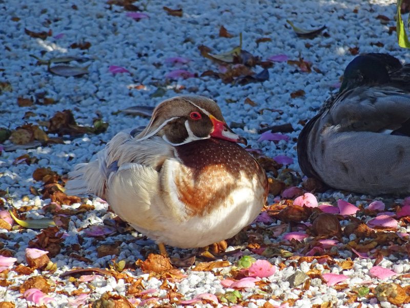 Wood Duck