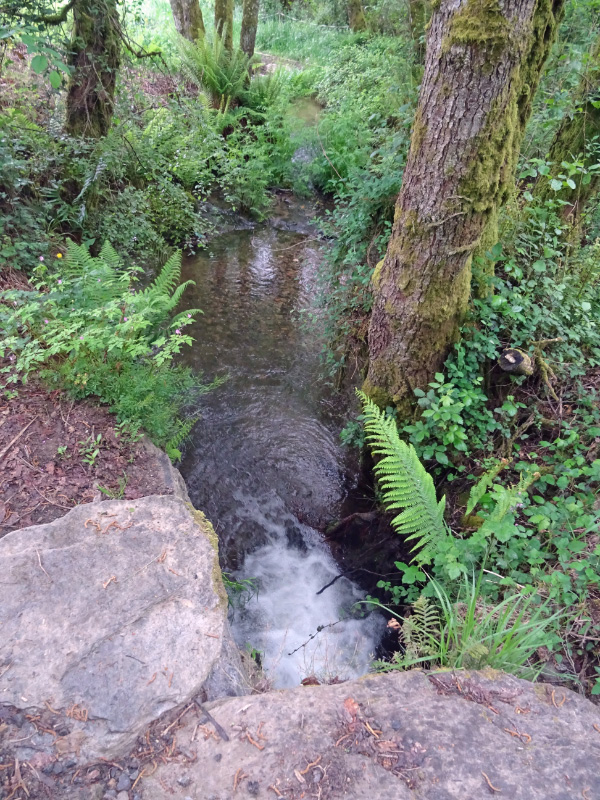 Stream