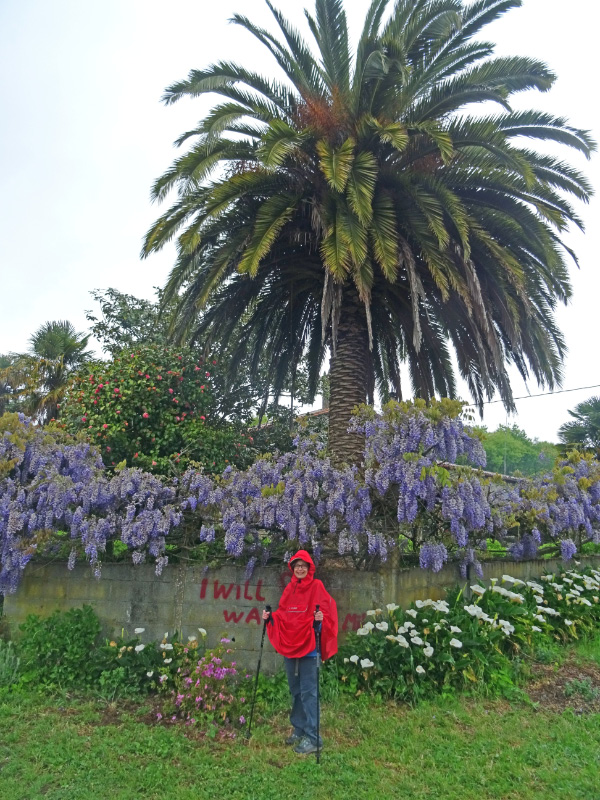 Palm