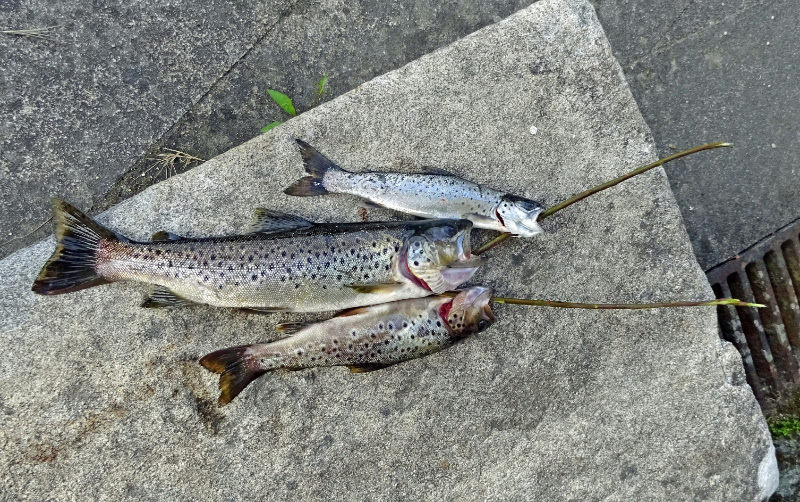 Trout