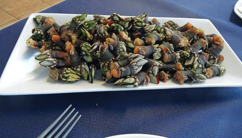 Percebes 1
