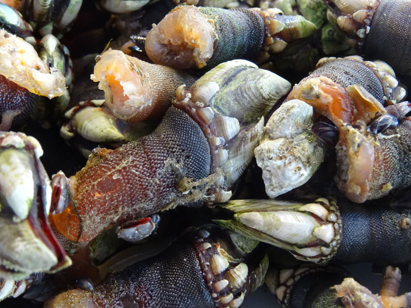 Percebes 3