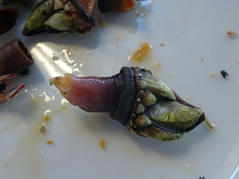 Percebes 4