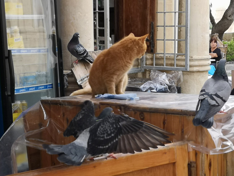 Cat
