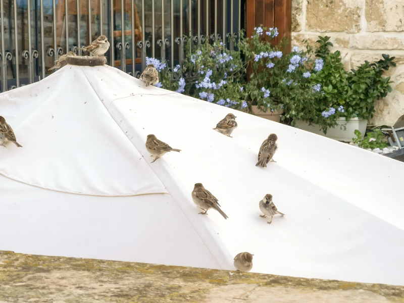 Sparrows