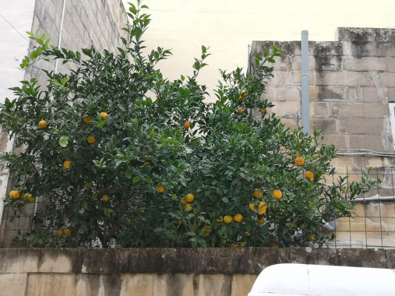 Tarxien 2
