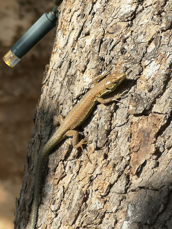 Lizzard